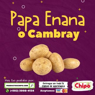 papa enana o cambray productos chipo fruta verdura y mas a domicilio guatemala