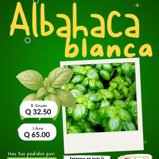 Albahaca Blanca