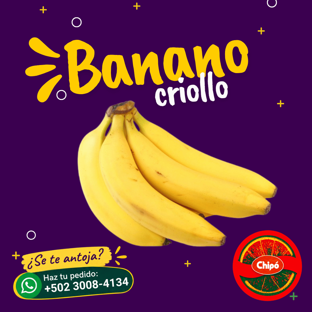 Banano criollo