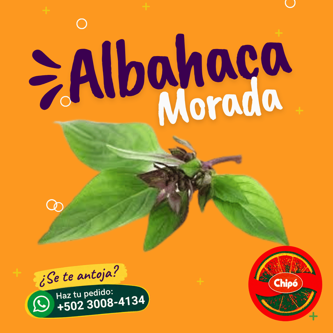 Albahaca Morada