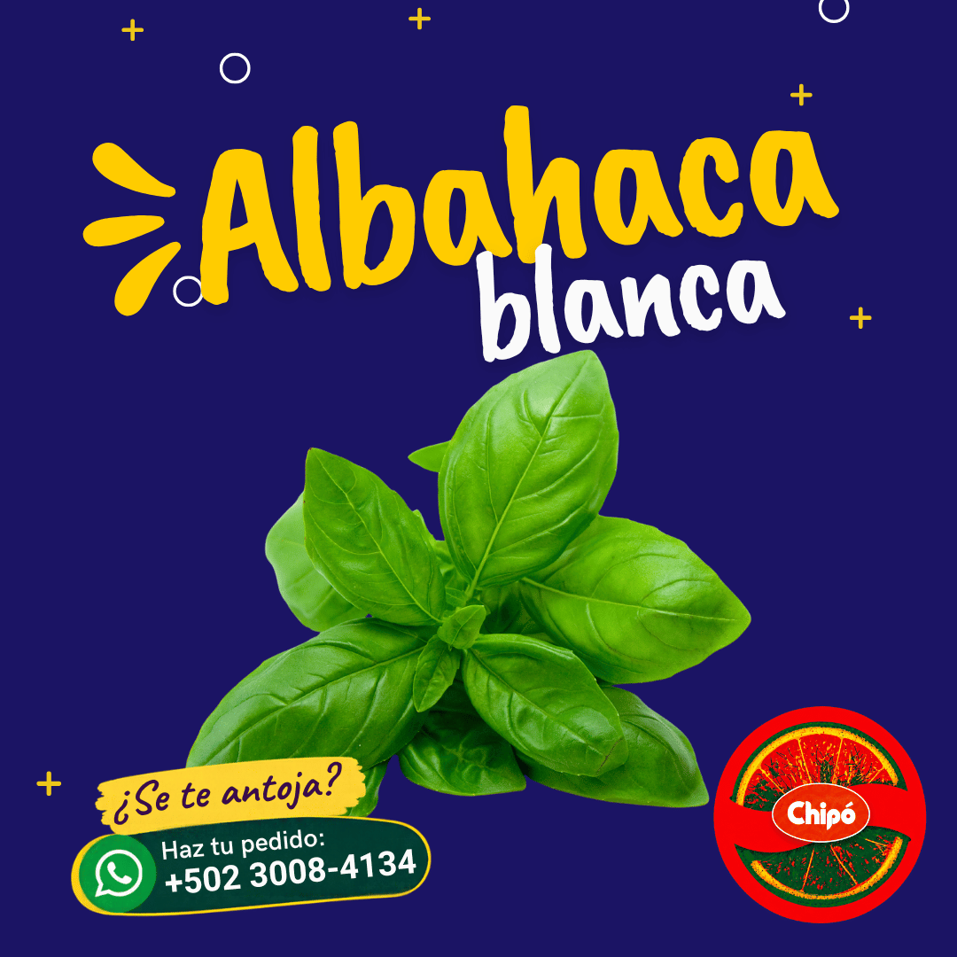Albahaca Blanca