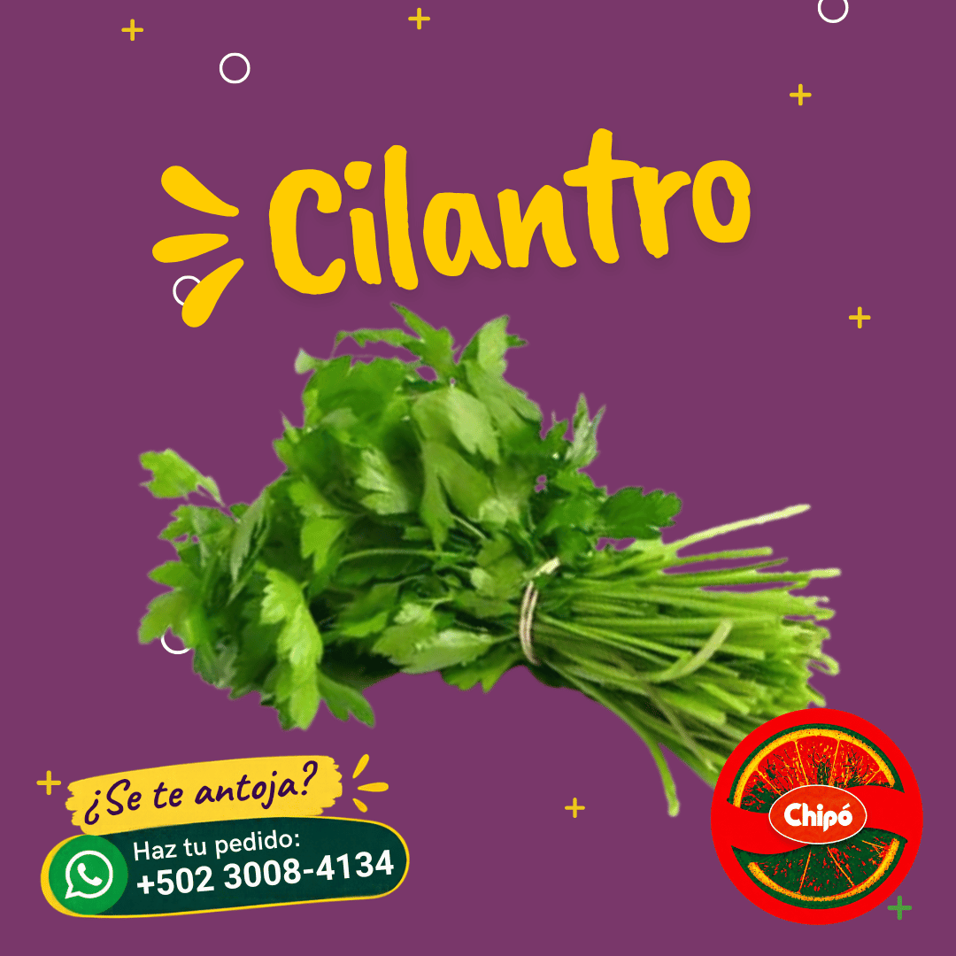 Cilantro