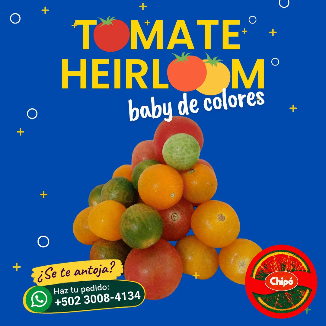 Tomates Heirloom baby de colores