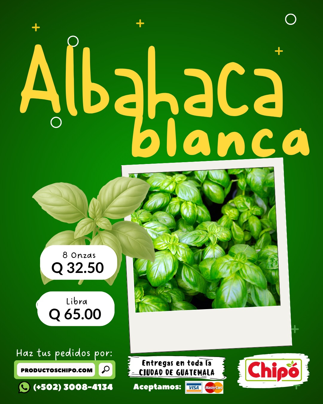 Albahaca Blanca